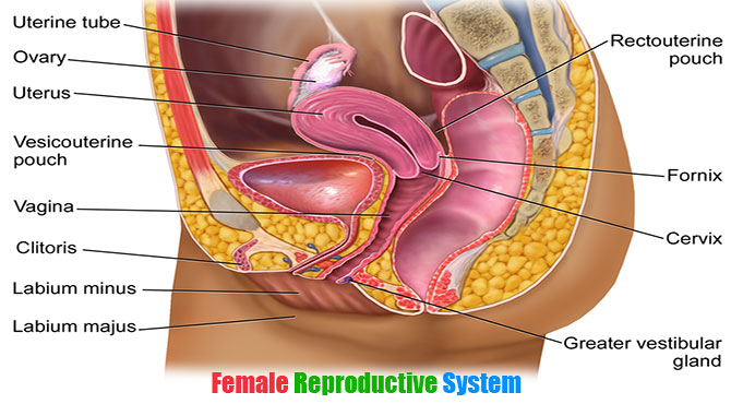 Female Reproductive System in Hindi with Images