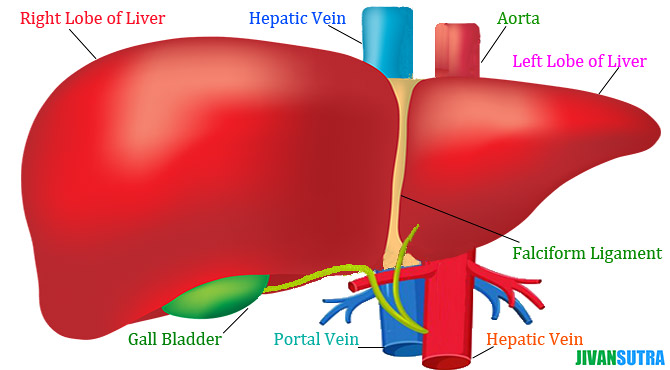 Liver Meaning In Hindi 67 