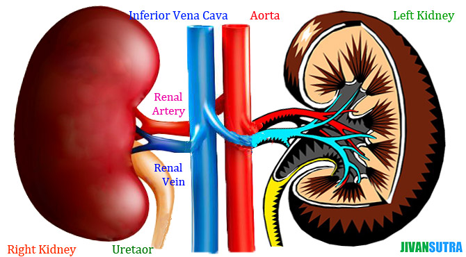 Kidney Meaning In Hindi 85 