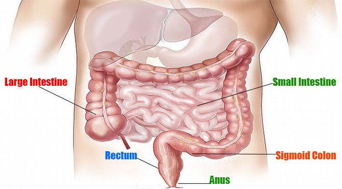 Amazing Facts about The Small Intestine in Hindi