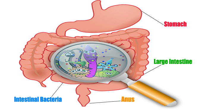 Surprising Facts about Large Intestine in Hindi